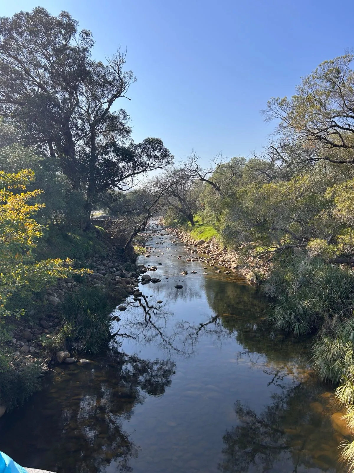 The Eerste Rivier running clear over rounded stones and lined with trees on the Art Mile walk